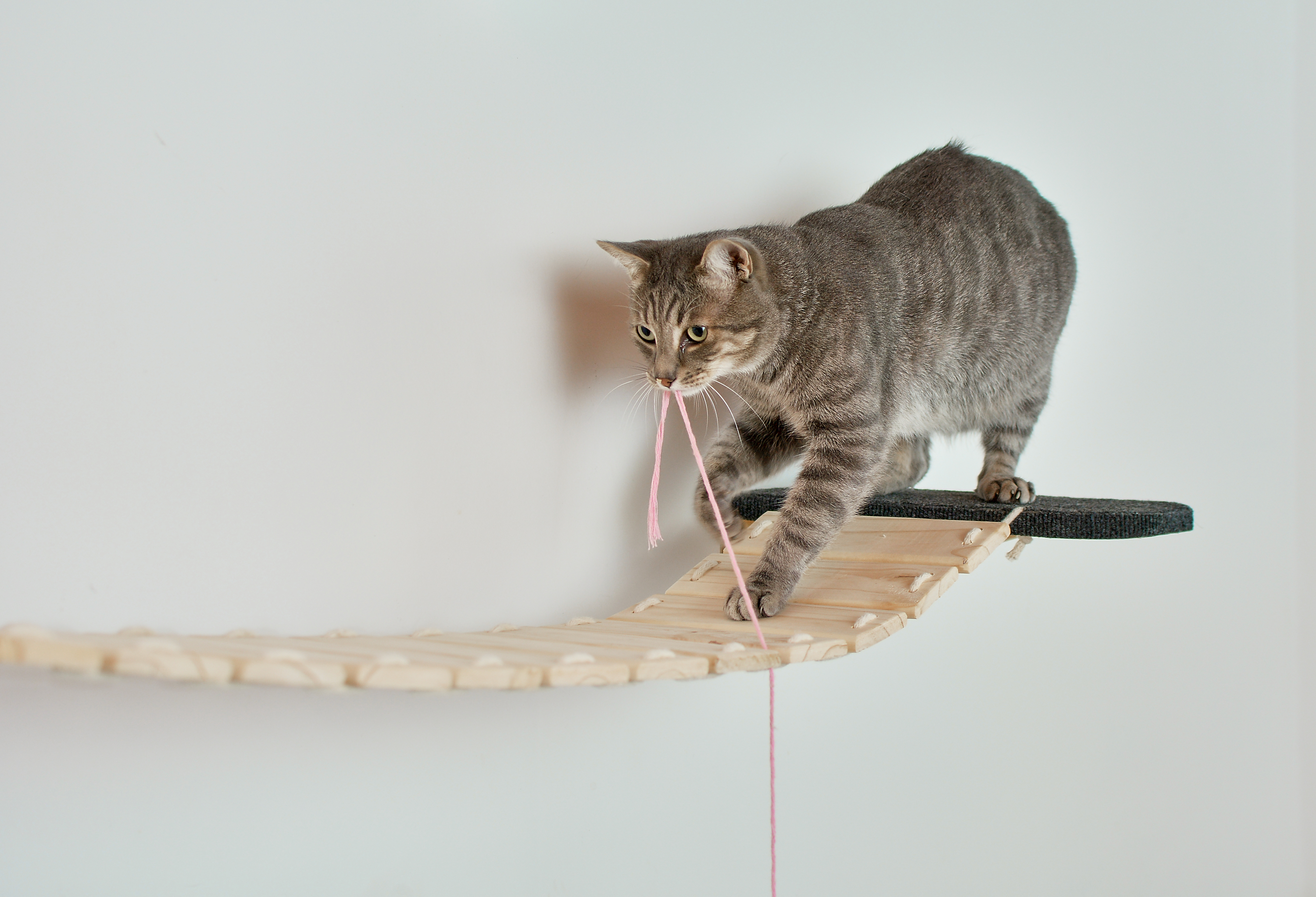Michi cruzando el Puente Merl&iacute;n Purfect